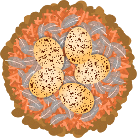 ツバメの巣と卵のイラスト