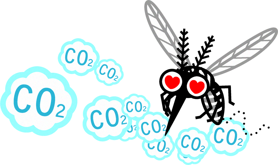 二酸化炭素に惹かれる蚊のイラスト
